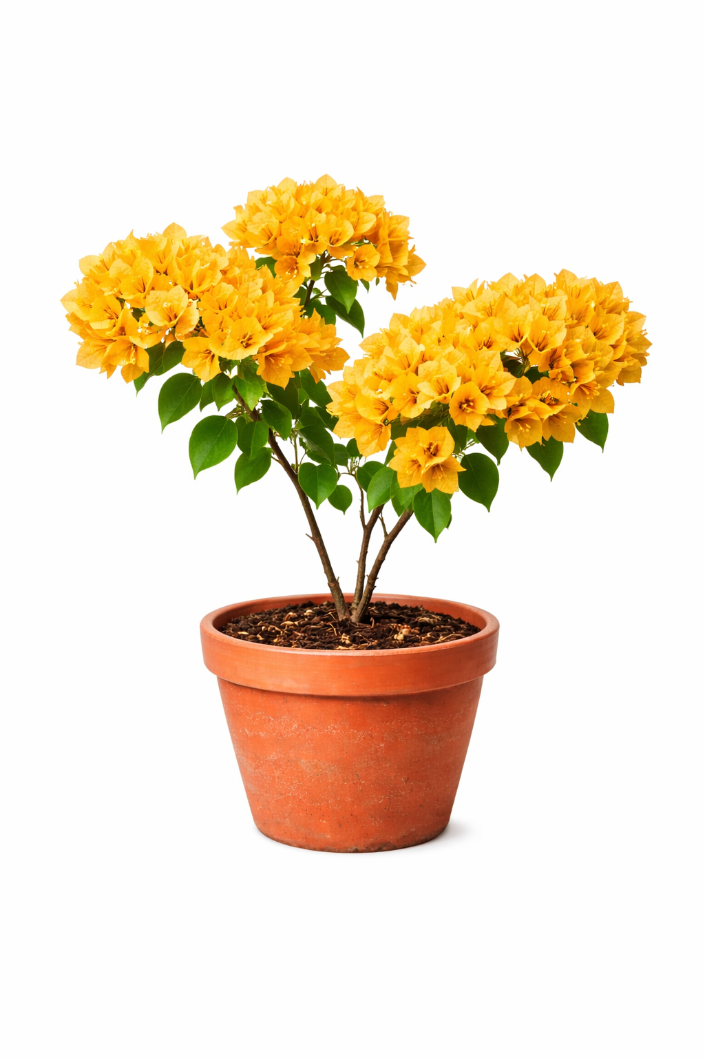 Buganvilla Amarilla “Luz y Alegría desde la Distancia”