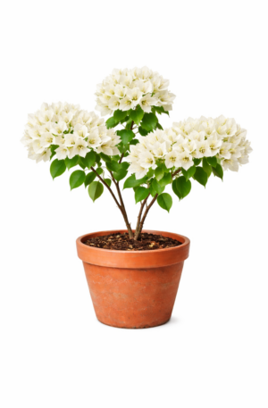 Buganvilla Blanca “Abrazo de Paz desde Casa”