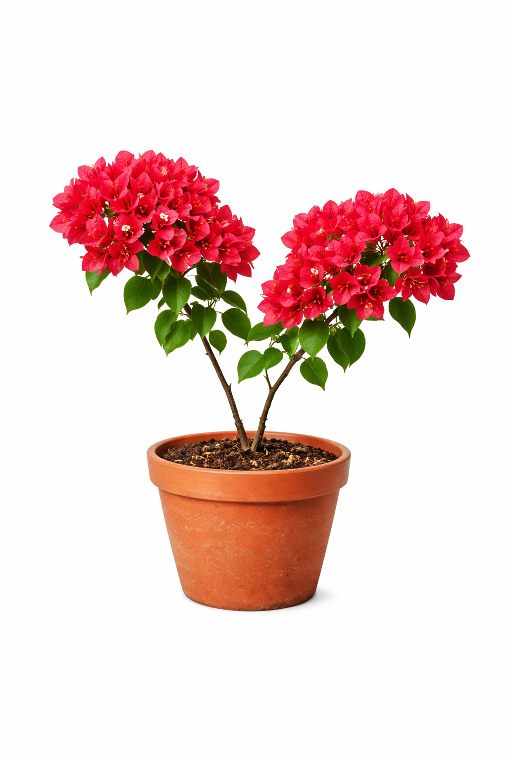 Buganvilla Roja “Alegría que Florece en Casa”