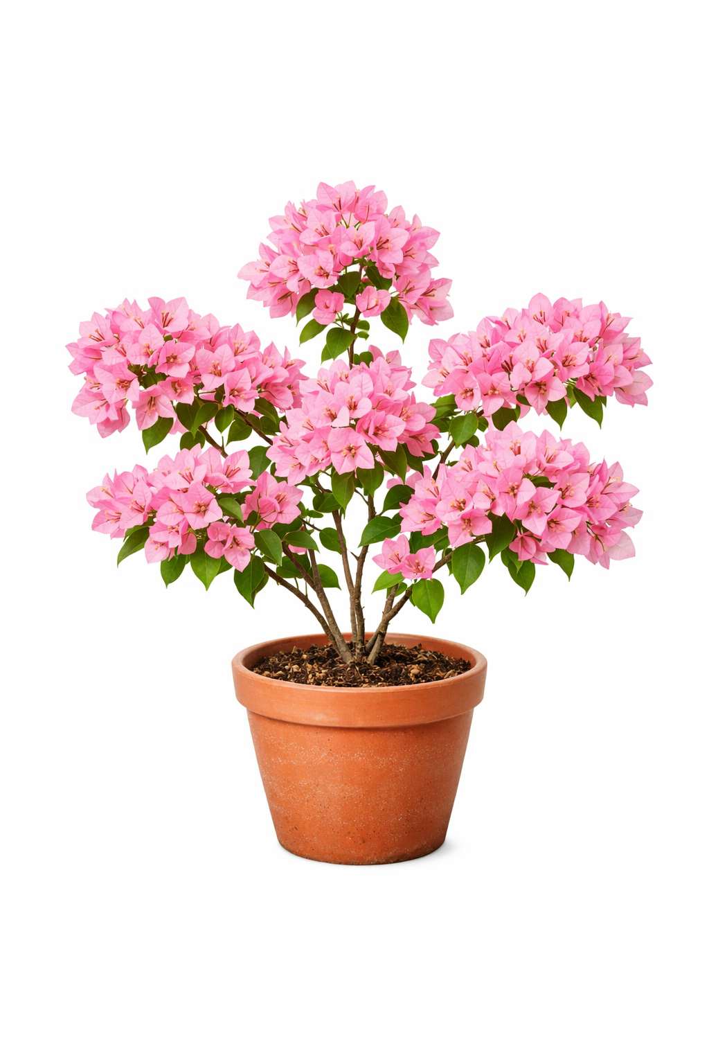 Buganvilla Rosada “Abrazo que Florece”