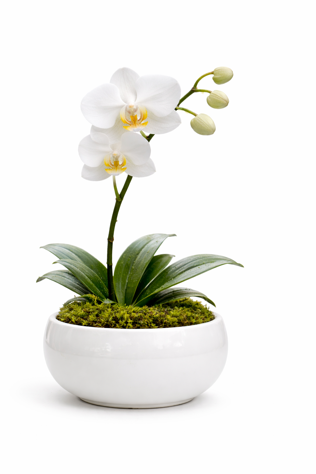 Orquídea Blanca “Abrazo a Distancia”