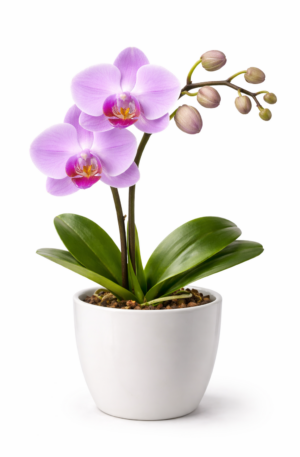 Orquídea Lila de Amor a Distancia