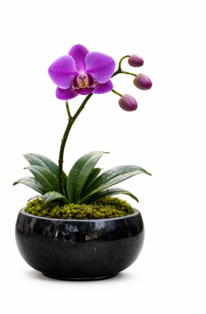 Orquídea Morada “Siempre Contigo”